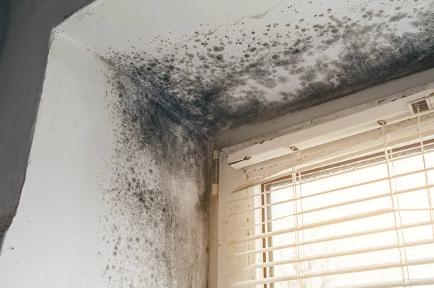 Affordable Basement Mold Remediation solutions in Columbus, NC