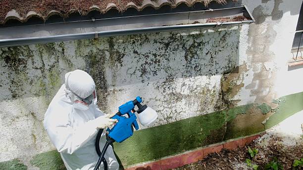 Top rated local Basement Mold Remediation specialists in Columbus, NC